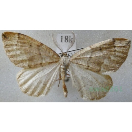 Cleora cinctaria (Denis & Schiffermüller, 1775) male Przylepek wrzosak Slovakia18k